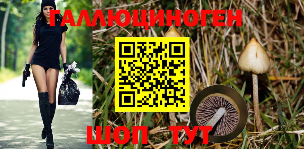 Галлюциногенные грибы Psilocybe Избербаш